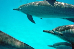 Delphin09