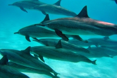 Delphin12