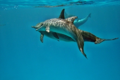 Delphin22a