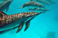 Delphin23