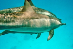Delphin30