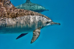 Delphin47