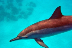 Delphin51
