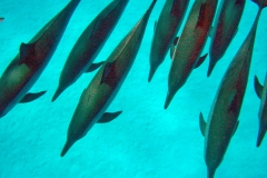 Delphin55