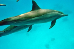 Delphin56