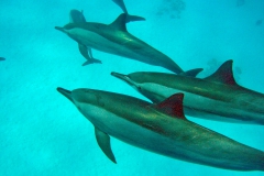 Delphin57