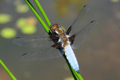 Libelle