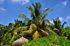velidhu 323 (Copy)