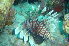 DSC02218
