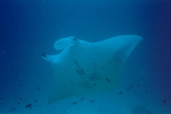 Manta 1999 Meeru_03 (Copy)