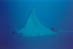 Manta 1999 Meeru_04 (Copy)