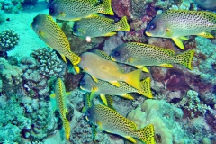 DSC00285