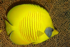 DSC00554