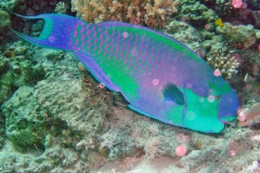 DSC01105