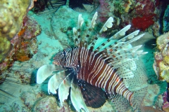 DSC02218